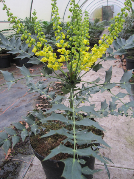 Mahonia lomariifolia 1